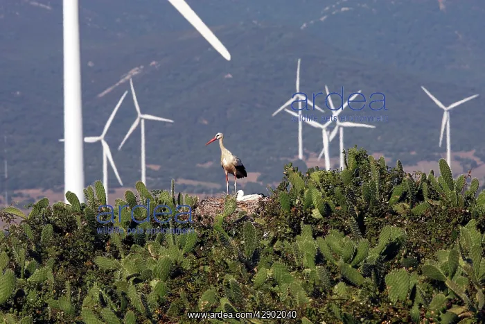 : White Stork - at nest with wind turbines behind : White Stork - at nest with wind turbines behind