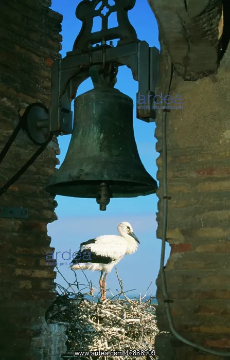 : WHITE STORK NESTING UNDER BELL : WHITE STORK NESTING UNDER BELL