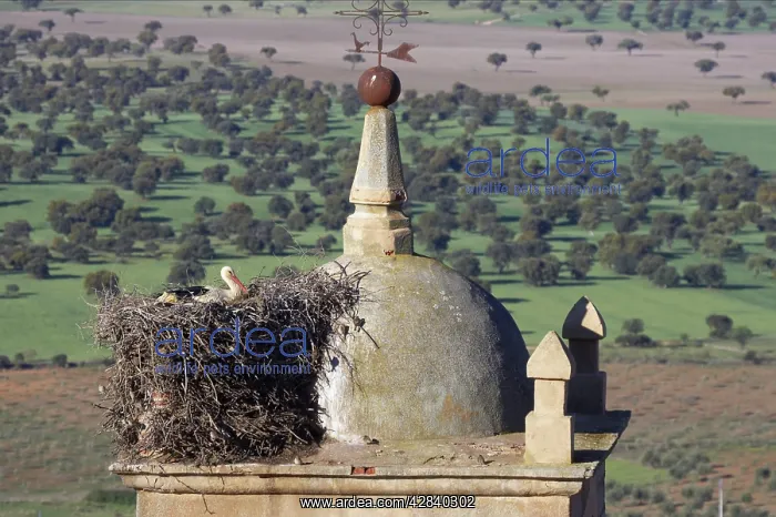 : White Stork - Nesting on Church Bell Tower : White Stork - Nesting on Church Bell Tower