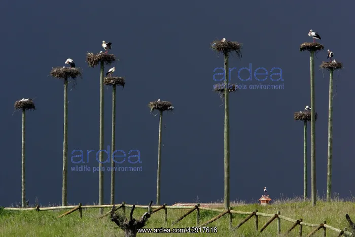 : White Stork - nesting colony : White Stork - nesting colony