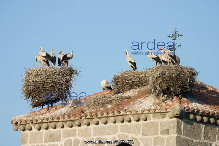 : White Stork - Several occupied nests on on bell : White Stork - Several occupied nests on on bell