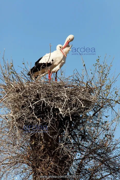  : White Stork - pair of adults on nest