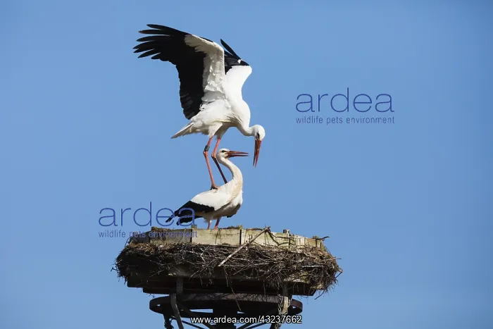 : White Stork - pair mating on nest platform, North : White Stork - pair mating on nest platform, North