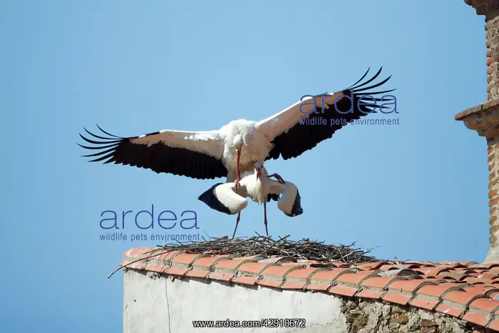 : White Stork - pair mating on roof : White Stork - pair mating on roof