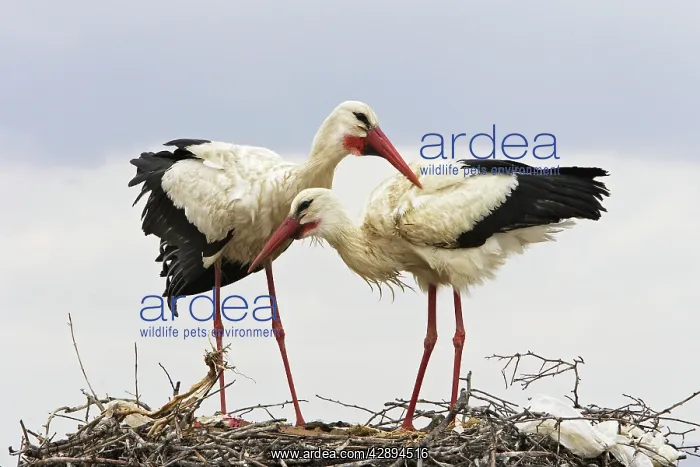  : White Stork - pair at nest