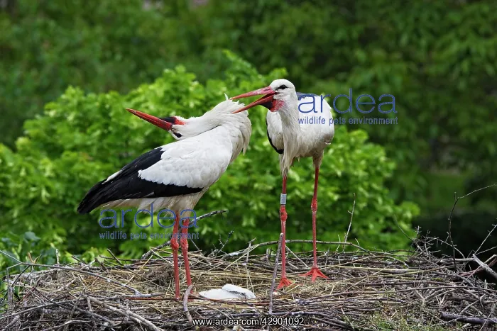 : White Stork - pair at nest : White Stork - pair at nest