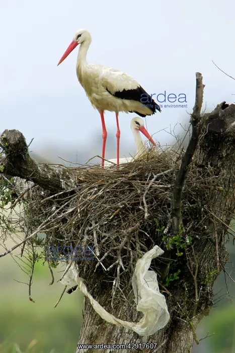 : White Stork - pair at nest : White Stork - pair at nest