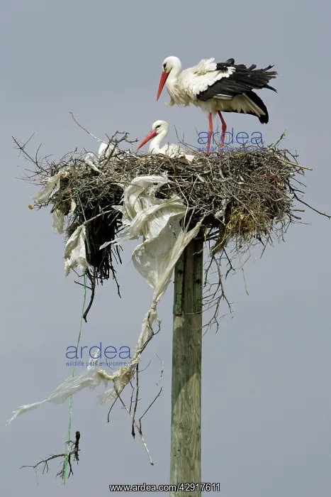 : White Stork - pair at nest : White Stork - pair at nest