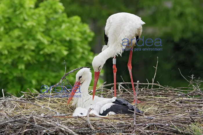 : White Stork - pair at nest with chick : White Stork - pair at nest with chick