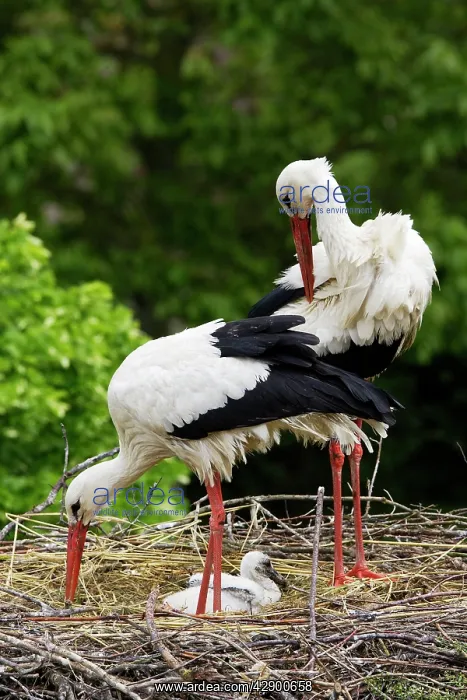 : White Stork - pair at nest with chick : White Stork - pair at nest with chick