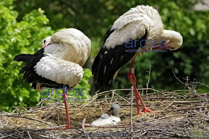 : White Stork - pair at nest with chick : White Stork - pair at nest with chick