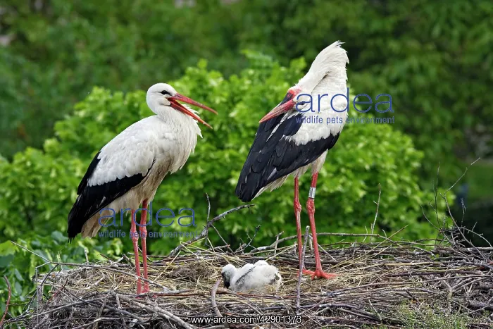 : White Stork - pair at nest with chick : White Stork - pair at nest with chick