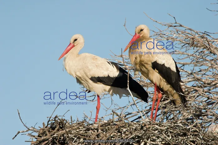 : White Stork - Two parent birds standing on their : White Stork - Two parent birds standing on their