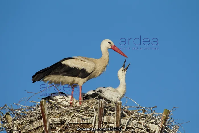 : White Stork parent with chicks in nest Germany : White Stork parent with chicks in nest Germany