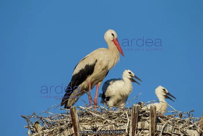 : White Stork parent with chicks in nest Germany : White Stork parent with chicks in nest Germany