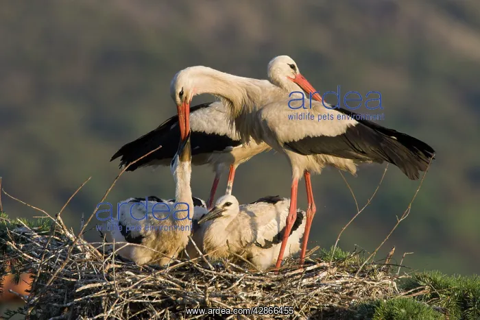 : White Stork - Parent feeding chicks by regurgitating : White Stork - Parent feeding chicks by regurgitating