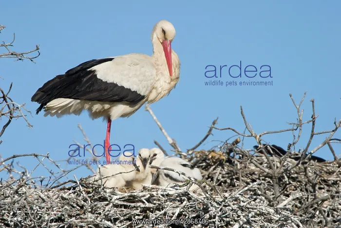 : White Stork - Parent on its nest with small chicks : White Stork - Parent on its nest with small chicks