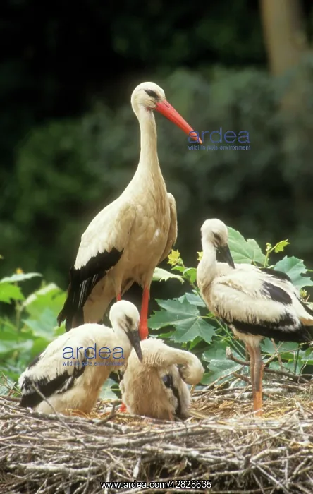 : White Stork- Parent with young at nest : White Stork- Parent with young at nest