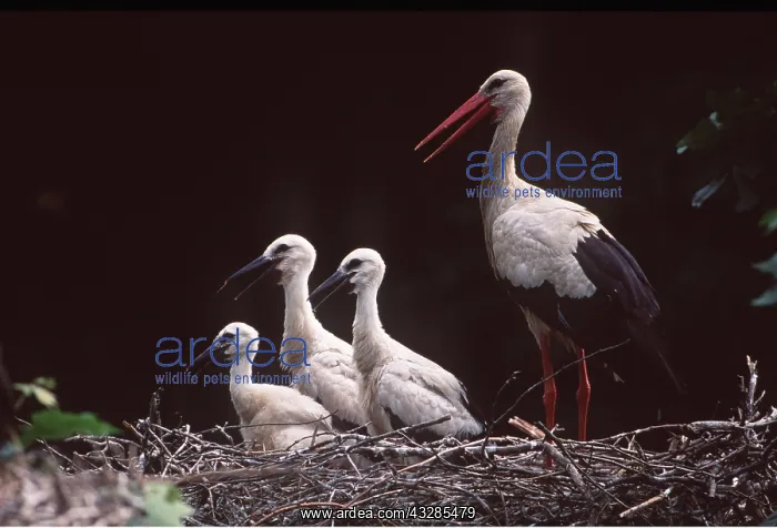 : WHITE STORK - parent and three young in nest : WHITE STORK - parent and three young in nest