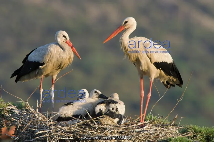 : White Stork - Parents with chicks in a treetop nest : White Stork - Parents with chicks in a treetop nest