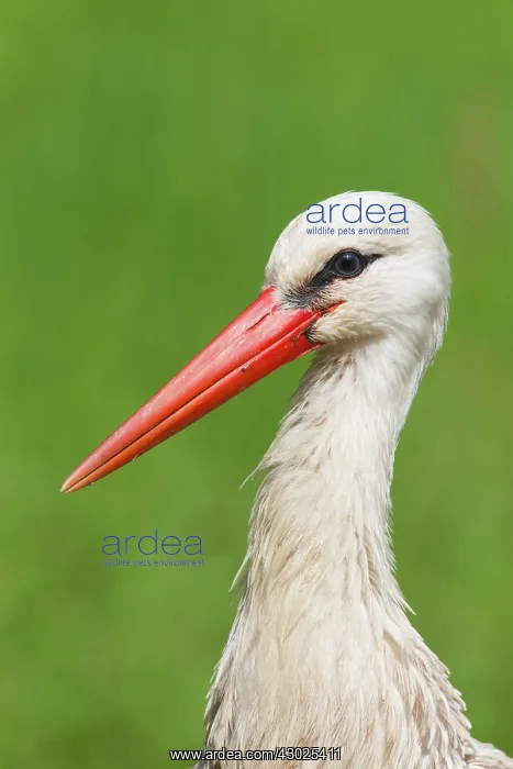 : White Stork portrait White Stork portrait Germany : White Stork portrait White Stork portrait Germany