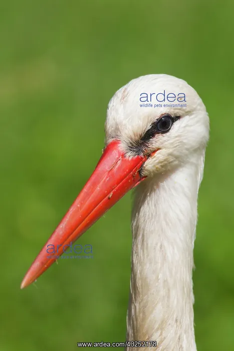 : White Stork portrait White Stork portrait Germany : White Stork portrait White Stork portrait Germany