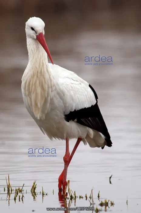 : White Stork - searching for food in a pond : White Stork - searching for food in a pond