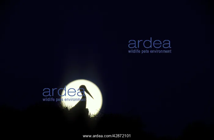 : WHITE STORK - In Silhouette, Against Moon : WHITE STORK - In Silhouette, Against Moon