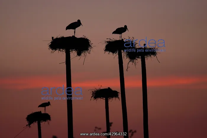 : White Stork - silhouettes - at nests on top of large poles : White Stork - silhouettes - at nests on top of large poles