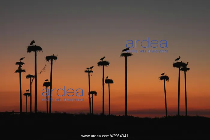 : White Stork - silhouettes - at nests on top of large poles : White Stork - silhouettes - at nests on top of large poles