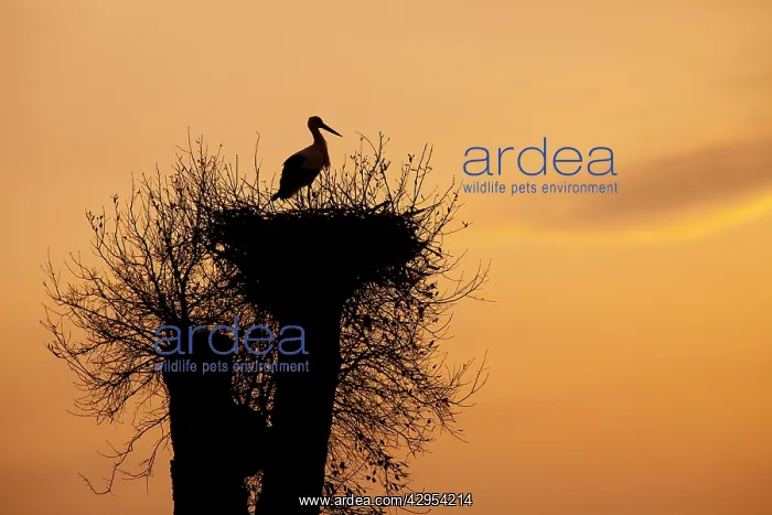 : White Stork - single adult on nest silhouetted : White Stork - single adult on nest silhouetted