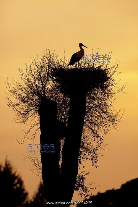 : White Stork - single adult on nest silhouetted : White Stork - single adult on nest silhouetted