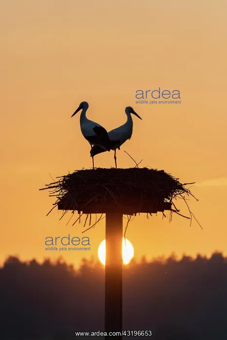: White stork, stork nest in the evening light, pair : White stork, stork nest in the evening light, pair