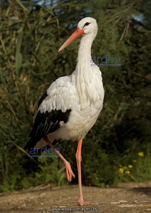 : White Stork - Walking : White Stork - Walking