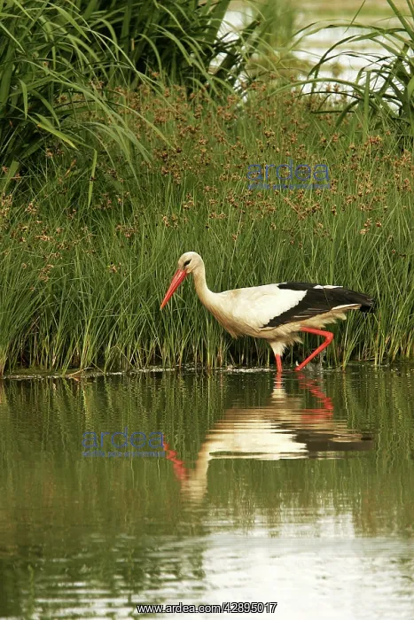 : White Stork - in water : White Stork - in water