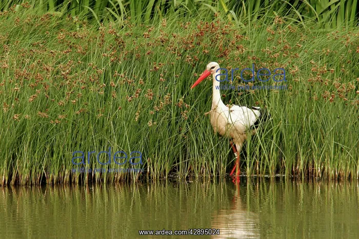 : White Stork - in water : White Stork - in water