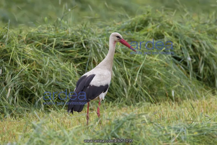 : White Stork White Stork adult bird foraging in meadow Ge : White Stork White Stork adult bird foraging in meadow Ge