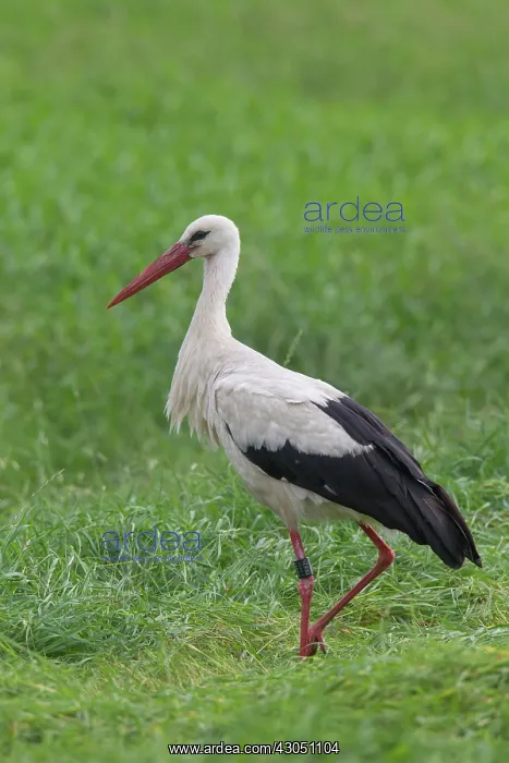 : White Stork White Stork adult bird foraging in meadow Ge : White Stork White Stork adult bird foraging in meadow Ge