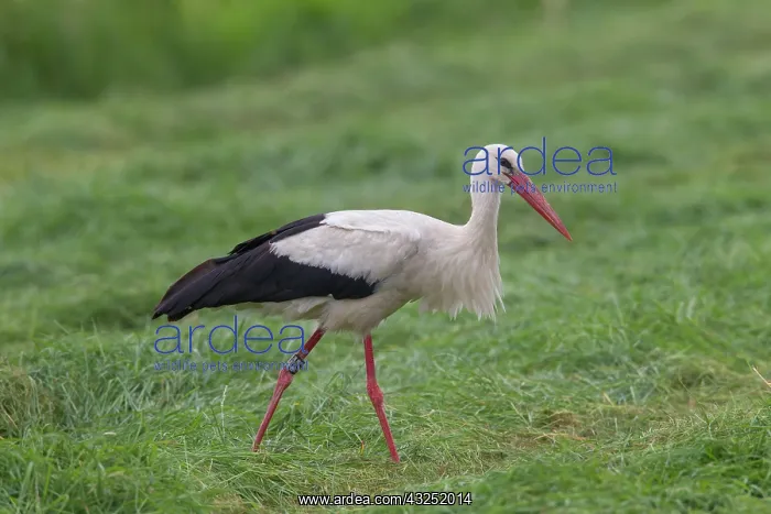 : White Stork White Stork adult bird foraging in meadow Ge : White Stork White Stork adult bird foraging in meadow Ge