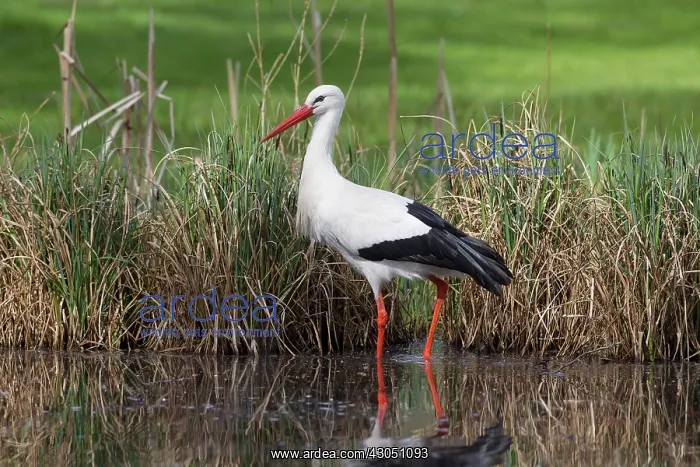 : White Stork White Stork adult in shallow water Germany : White Stork White Stork adult in shallow water Germany