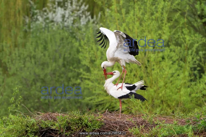 : White Storks : White Storks