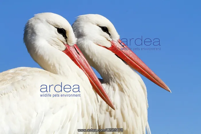 : White Storks : White Storks
