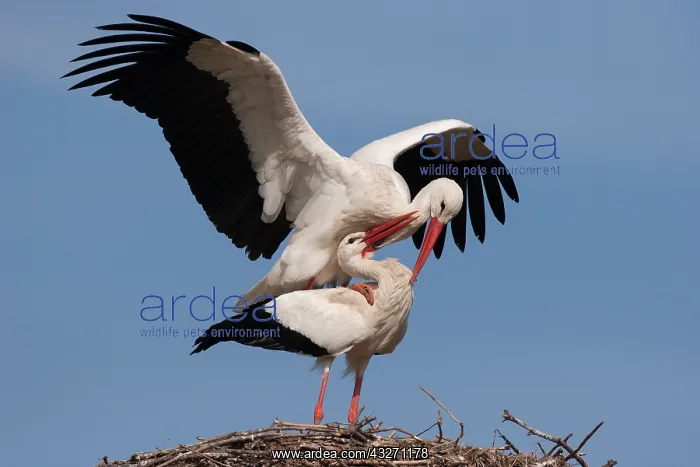  : Two White Storks (Ciconia ciconia) courting on