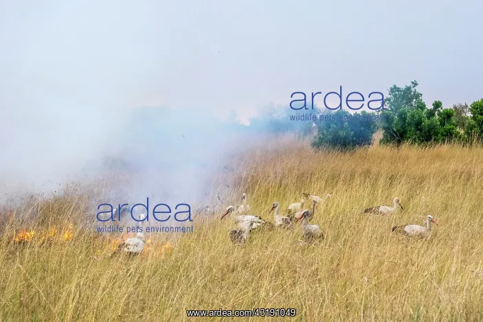  : White Storks (Ciconia ciconia), feeding on the edge