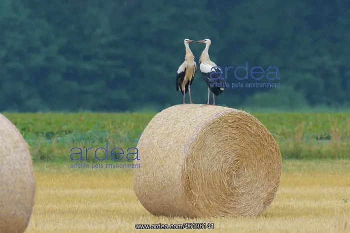 : White Storks (Ciconia ciconia), Hesse, Germany