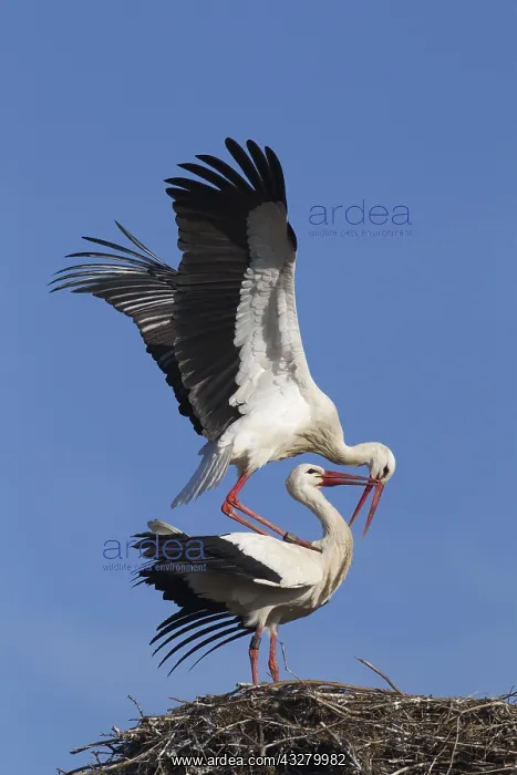  : White storks (Ciconia ciconia), mating couple on