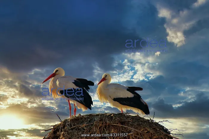  : White storks (Ciconia ciconia) in their nest, sky cloudy