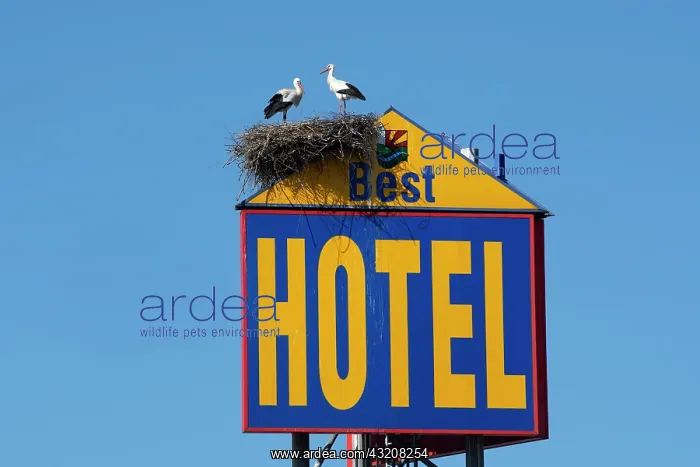  : Two white storks (Ciconia ciconia) standing on their