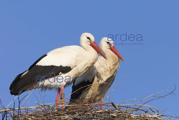  : White storks (Ciconia ciconia) standing on their