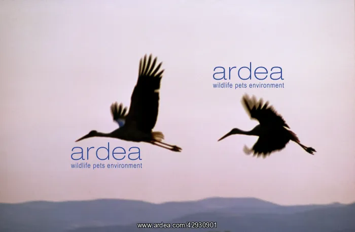  : WHITE STORKS IN FLIGHT
